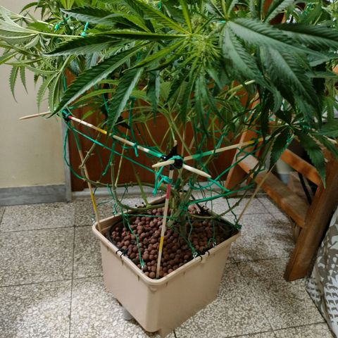 Blackberry Cake growlog timeline photo