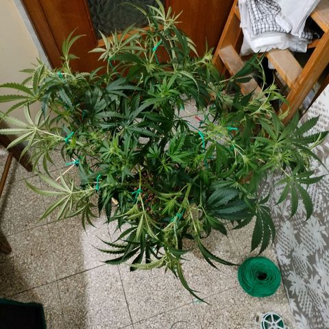 Blackberry Cake growlog timeline photo