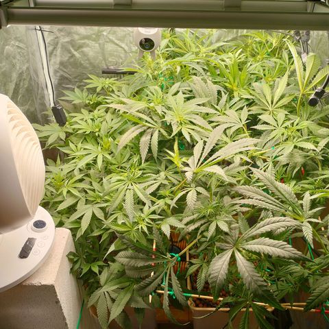Amnesia Haze growlog timeline photo