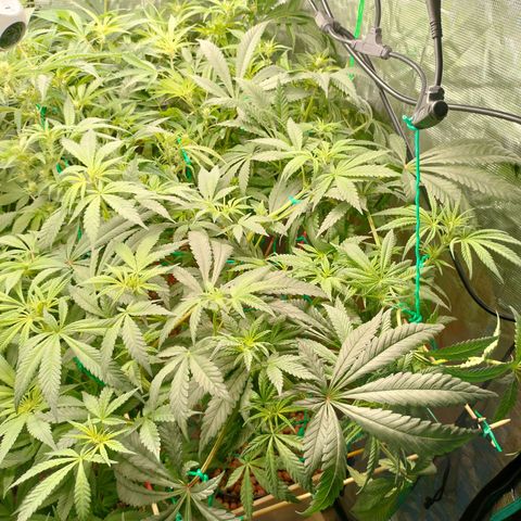 Amnesia Haze growlog timeline photo