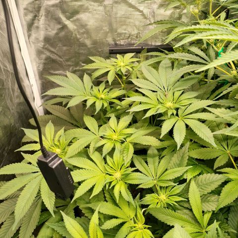 Watermelon Zkittlez growlog timeline photo