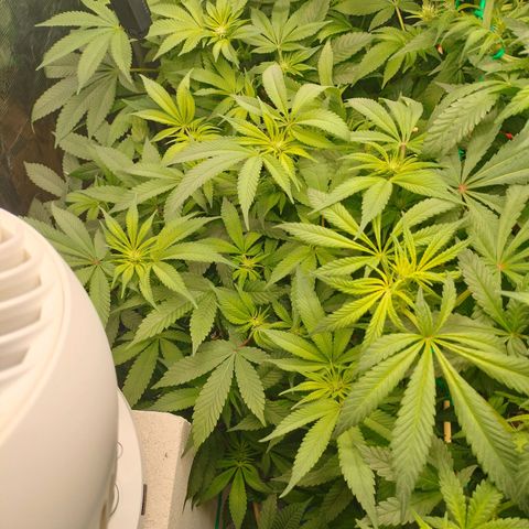 Skunk XL growlog timeline photo
