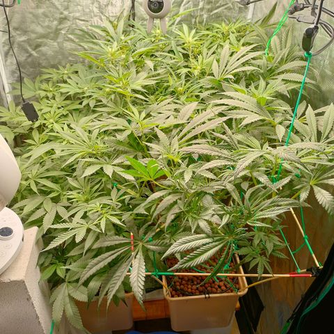 Amnesia Haze growlog timeline photo