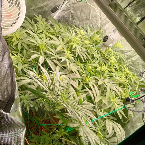 Amnesia Haze growlog timeline photo