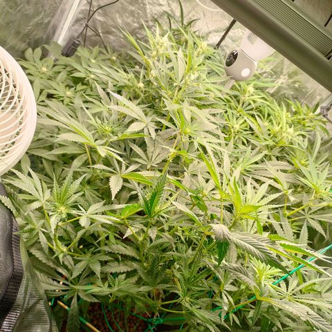 Amnesia Haze growlog timeline photo