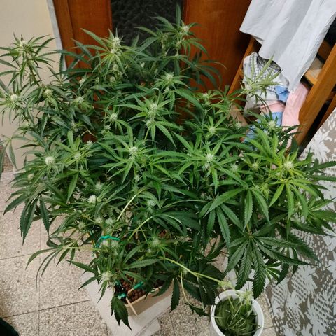 Blackberry Cake growlog timeline photo