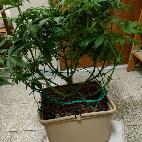 Skunk XL growlog timeline photo