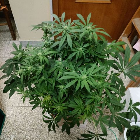 Skunk XL growlog timeline photo