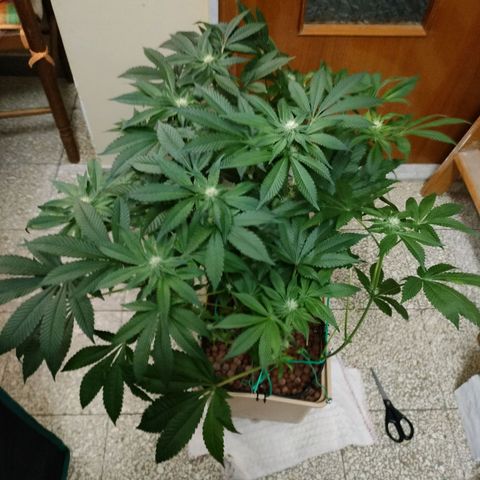 Watermelon Zkittlez growlog timeline photo