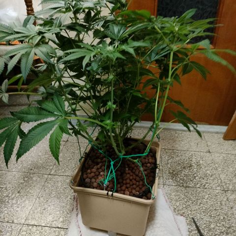 Watermelon Zkittlez growlog timeline photo