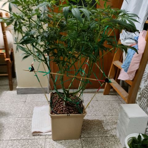 Amnesia Haze growlog timeline photo