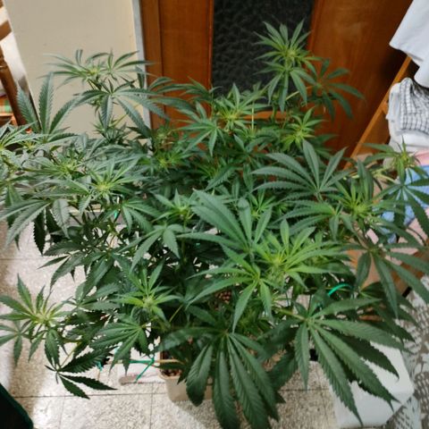 Amnesia Haze growlog timeline photo