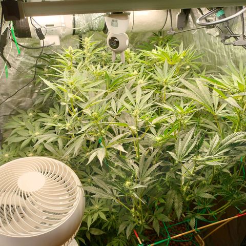 Amnesia Haze growlog timeline photo