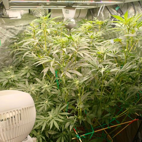Amnesia Haze growlog timeline photo