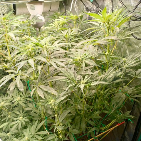 Amnesia Haze growlog timeline photo