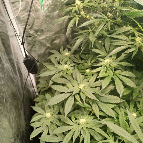Watermelon Zkittlez growlog timeline photo