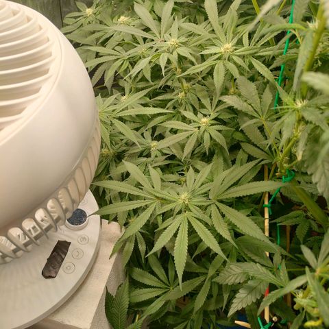 Skunk XL growlog timeline photo