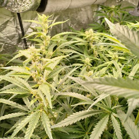 Blackberry Cake growlog timeline photo