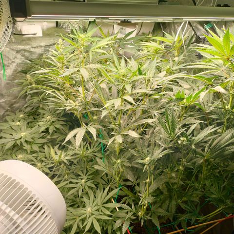 Amnesia Haze growlog timeline photo