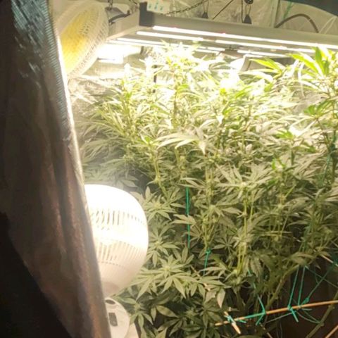 Amnesia Haze growlog timeline photo