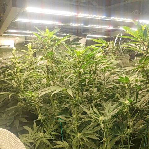 Amnesia Haze growlog timeline photo