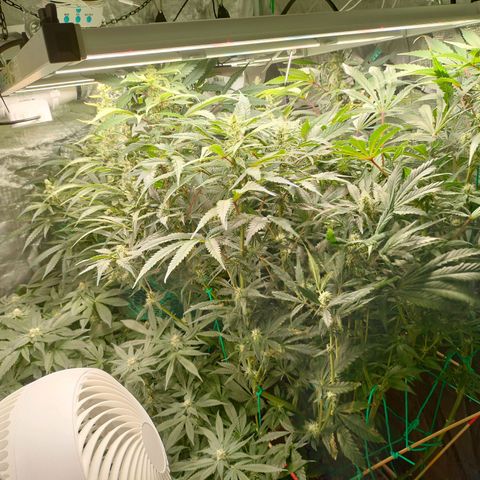 Amnesia Haze growlog timeline photo