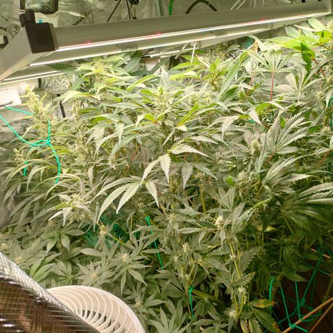 Amnesia Haze growlog timeline photo
