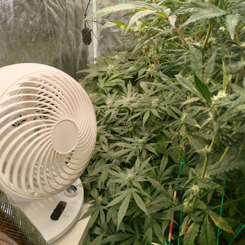 Amnesia Haze growlog timeline photo