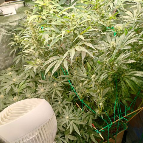 Amnesia Haze growlog timeline photo