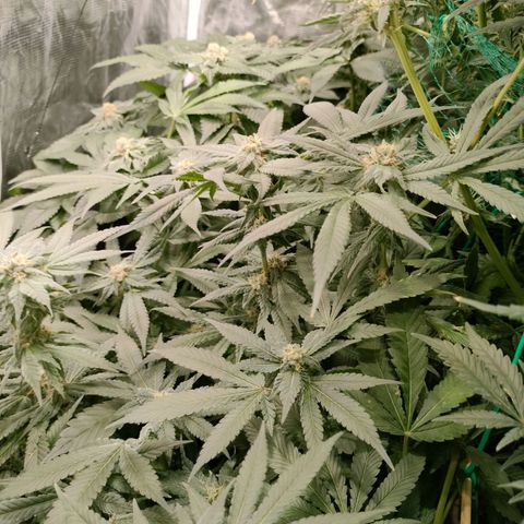 Amnesia Haze growlog timeline photo