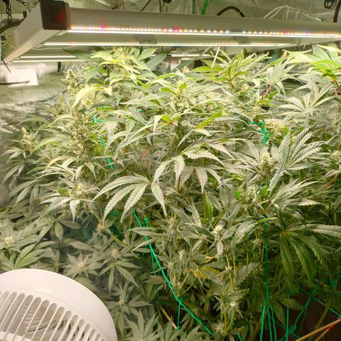 Amnesia Haze growlog timeline photo
