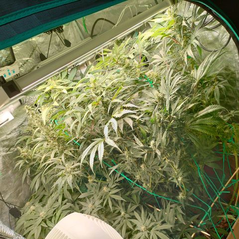Amnesia Haze growlog timeline photo