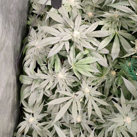 Amnesia Haze growlog timeline photo