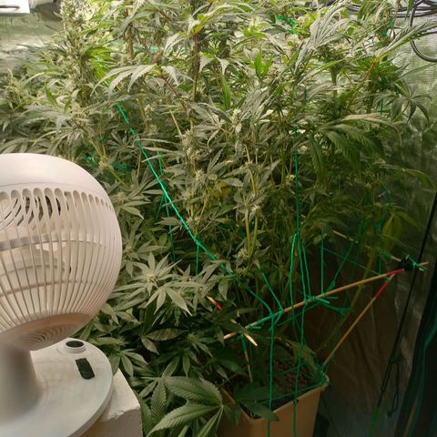 Amnesia Haze growlog timeline photo