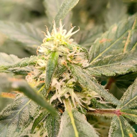 Amnesia Haze growlog timeline photo