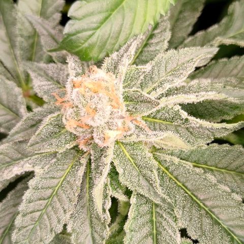 Amnesia Haze growlog timeline photo