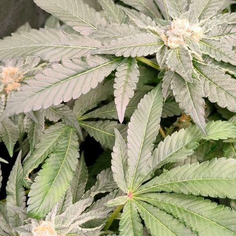 Amnesia Haze growlog timeline photo