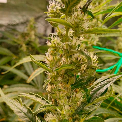 Amnesia Haze growlog timeline photo