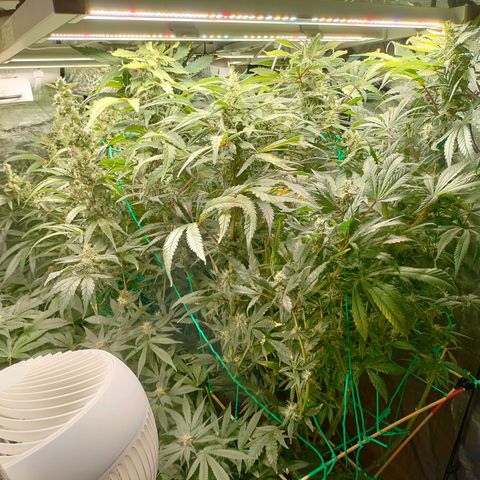 Amnesia Haze growlog timeline photo