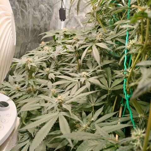 Amnesia Haze growlog timeline photo
