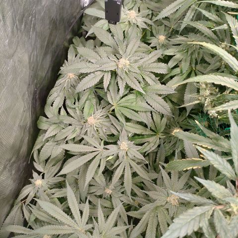 Amnesia Haze growlog timeline photo