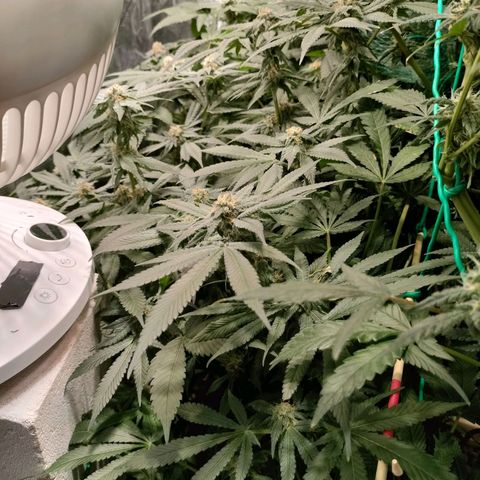 Amnesia Haze growlog timeline photo