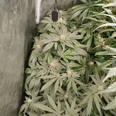 Amnesia Haze growlog timeline photo