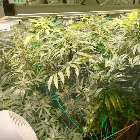 Amnesia Haze growlog timeline photo