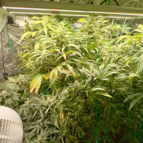 Amnesia Haze growlog timeline photo