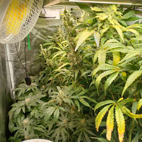 Amnesia Haze growlog timeline photo