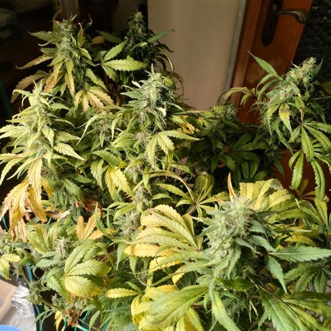 Amnesia Haze growlog timeline photo