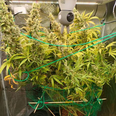 Blackberry Cake growlog timeline photo