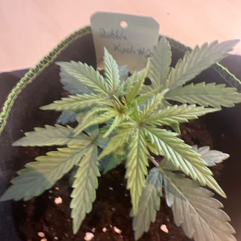 Emma growlog timeline photo