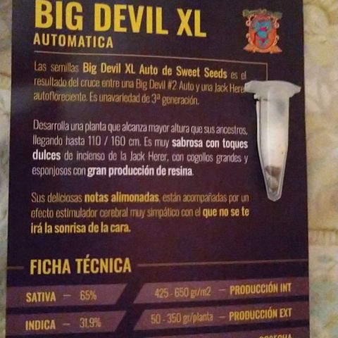 Big dévil XL auto sweet seeds #1 growlog photo